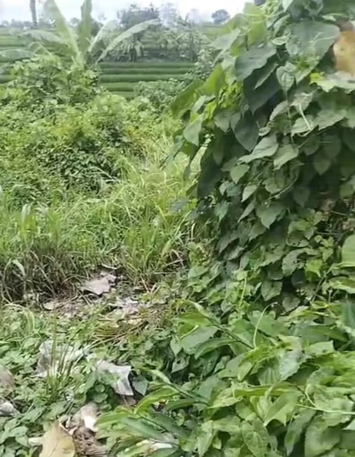 3,5 Ara Land for Freehold in Tumbakbayuh (tangeb), Land for sale in Mengwi – photo 2 of 3