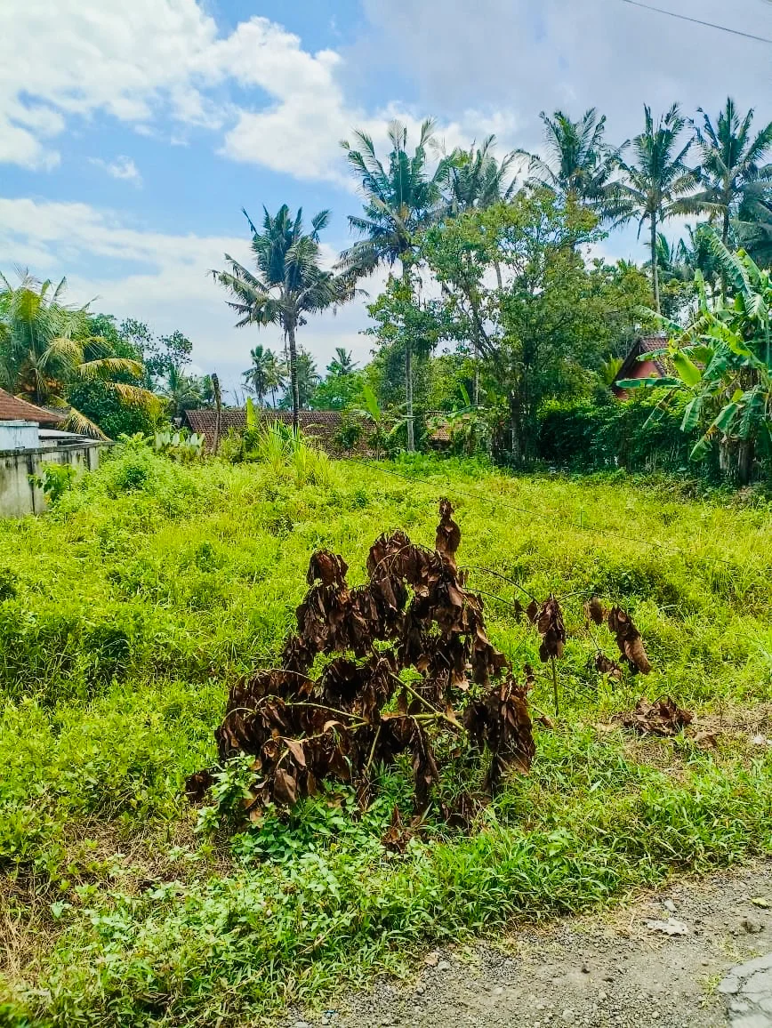 Freehold 700 Sqm Land in Ubud Petulu, Land for sale in Ubud – photo 2 of 5