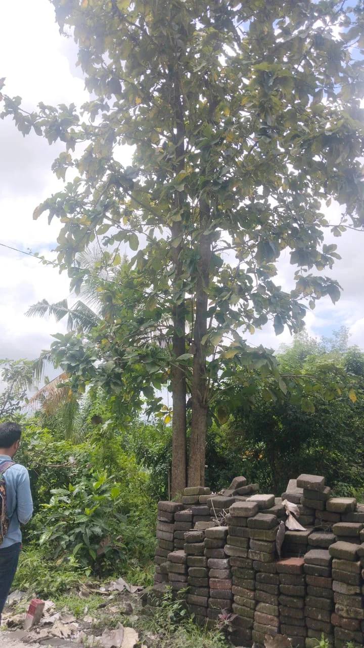 Land for sale in Mengwi