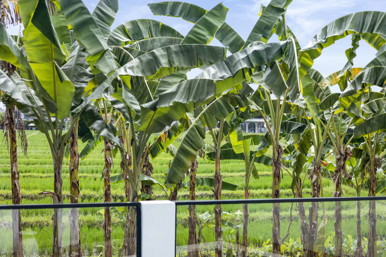 3BR Pool Villa with Rice Field Views in Berawa, Canggu, 3-bed villa for rent in Canggu – photo 7 of 15