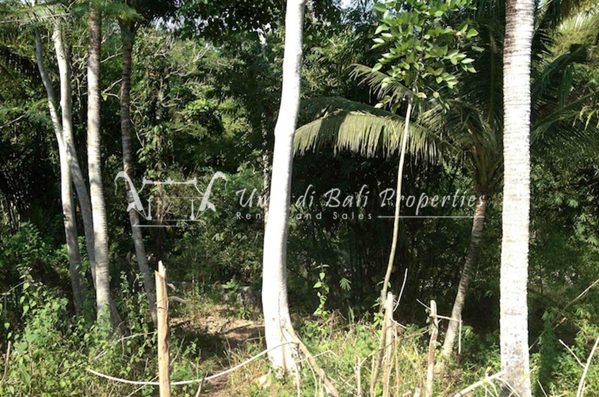 Land for Sale in Nyanyi Beach, Land for sale in Seseh – photo 3 of 6
